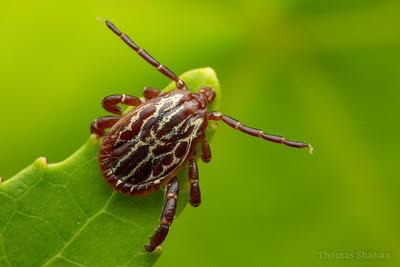 Tick
