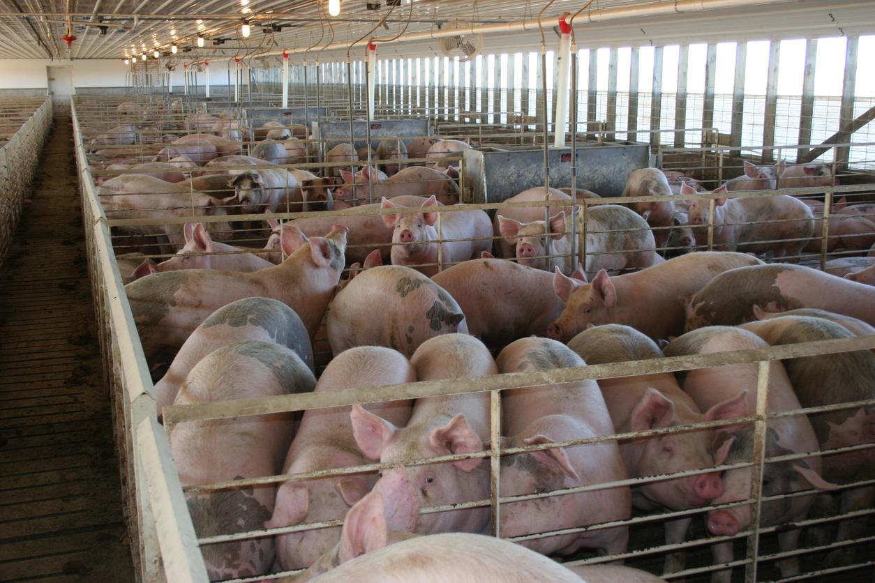 pigs inside a finishing barn