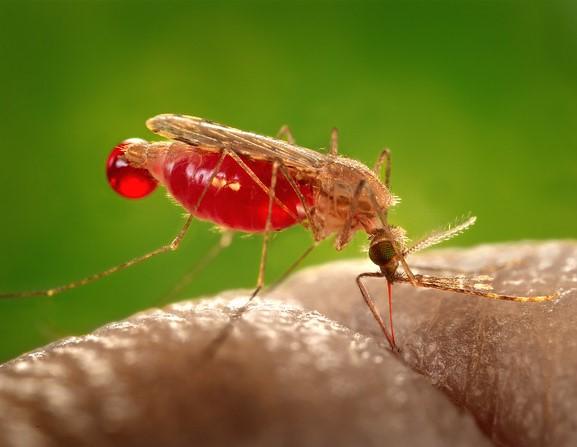 Anopheles malaria mosquito