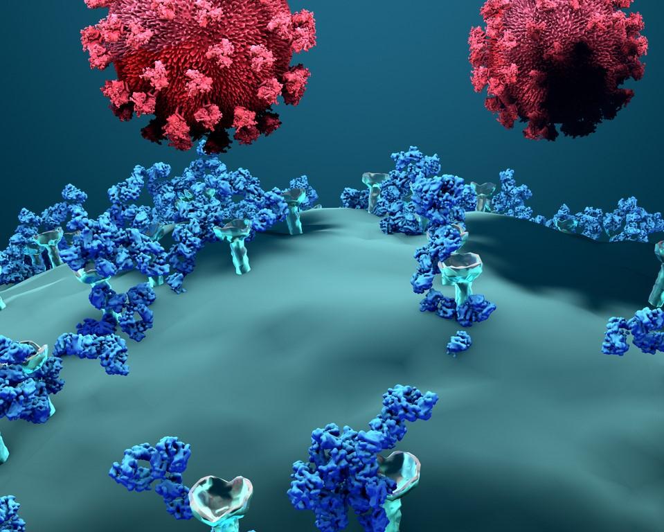 Antibodies blocking SARS-CoV-2 infection