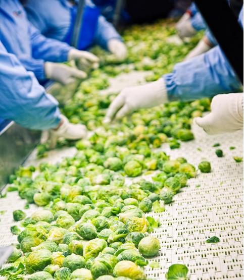 Brussels sprouts on conveyer