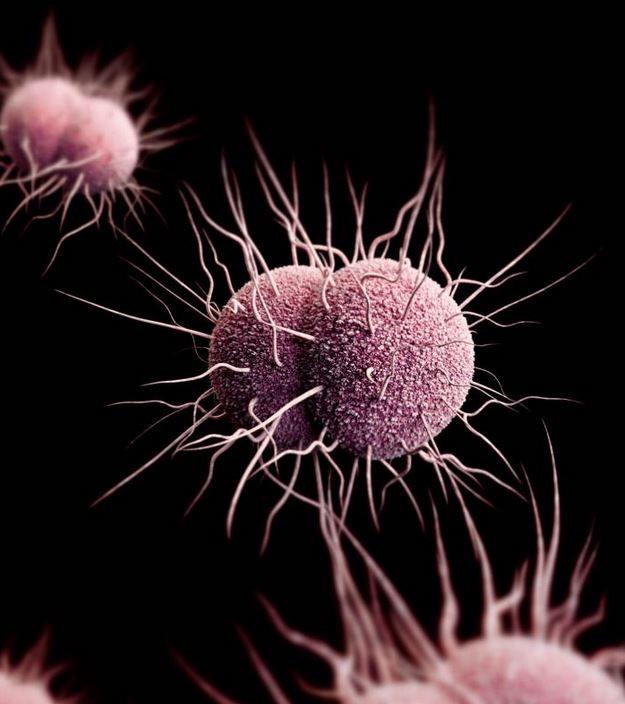 Neisseria gonorrhoeae, the gonorrhea bacterium