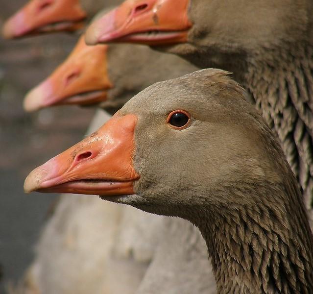 Heads of domestic geese
