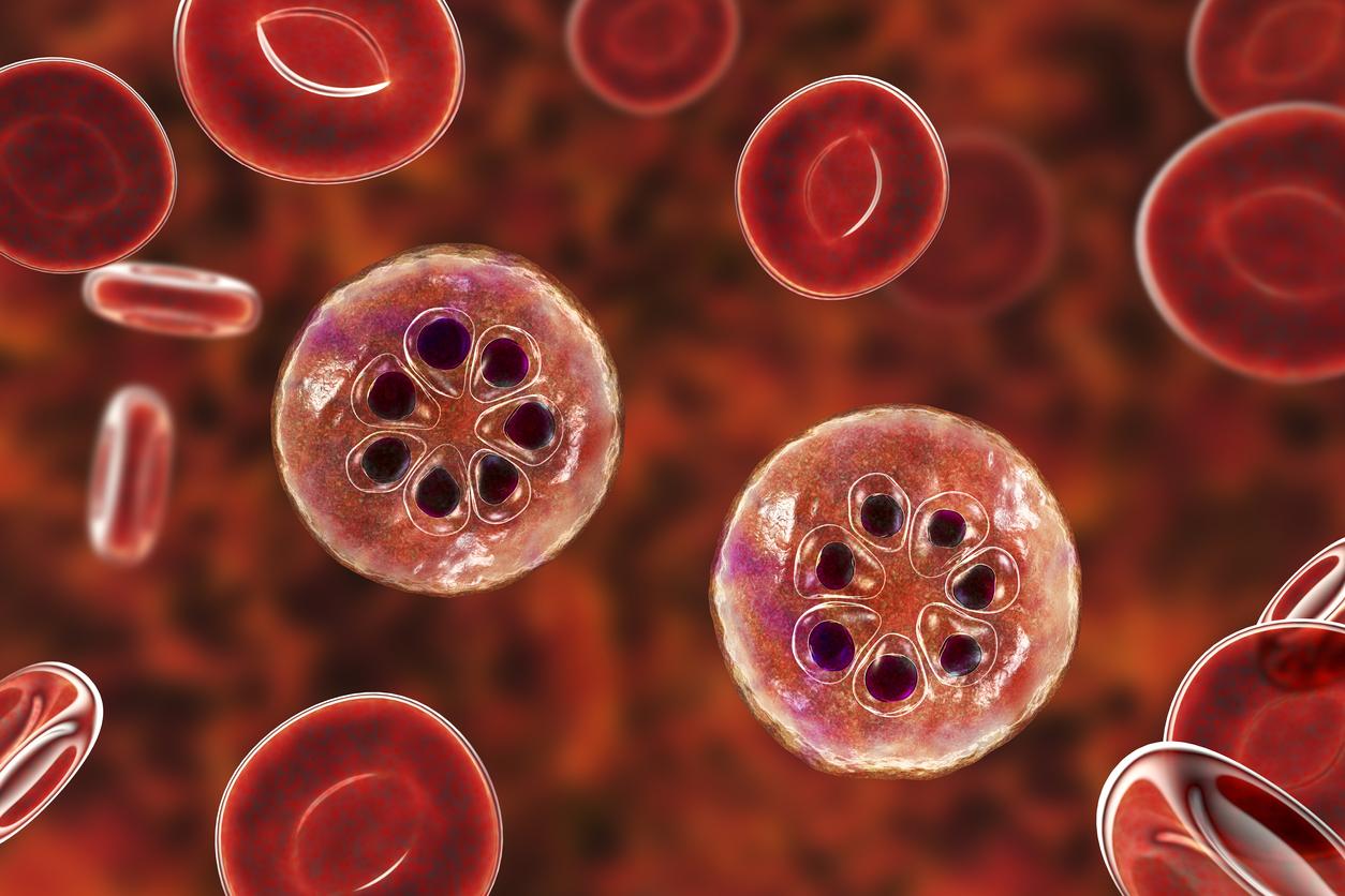 malaria red blood cell