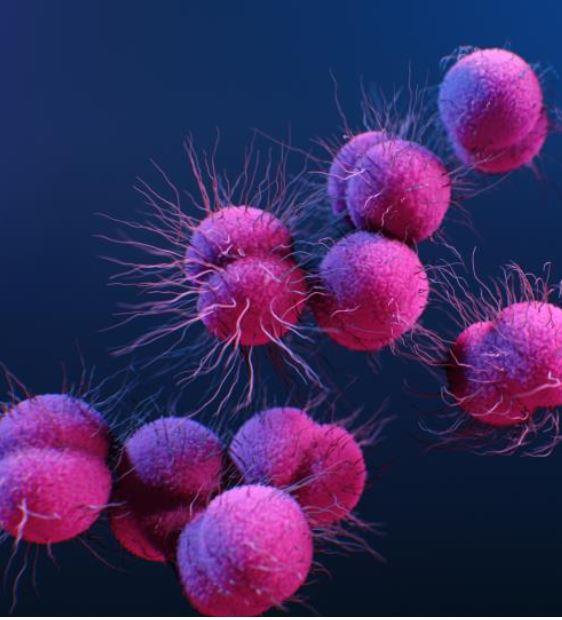 Neisseria gonorrhoeae, the bacterium that causes gonorrhea