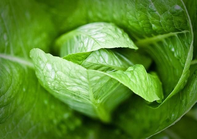 Romaine lettuce closeup