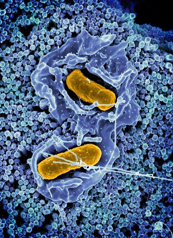Salmonella bacteria invading a cell