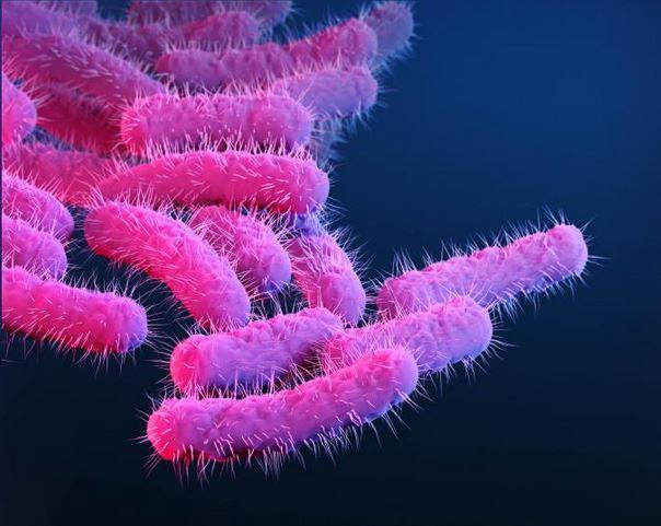 Shigella bacteria