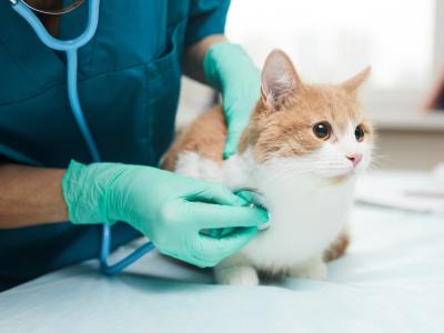 Cat examined by vet