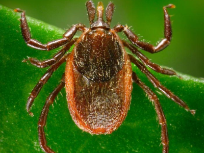 Lyme disease tick