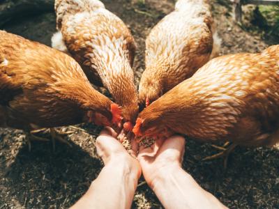 Person feeding chickens by hand