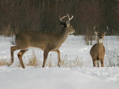 Two bucks in snow