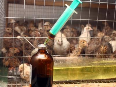 Antibiotic syringe and farm quail