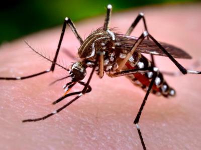 Aedes aegypti mosquito