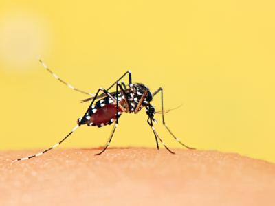 Aedes mocquito