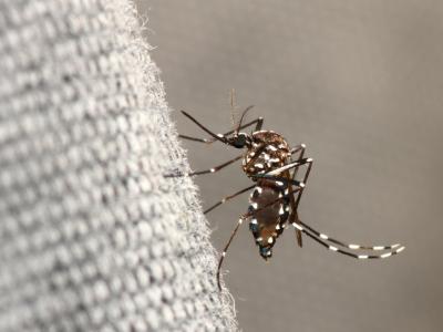 Aedes mosquito on fabric