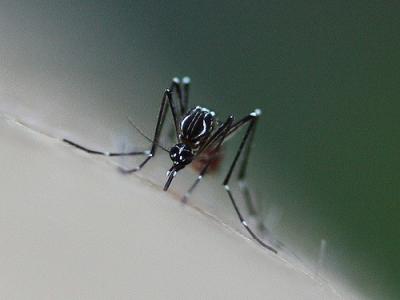 Aedes aegypti closeup