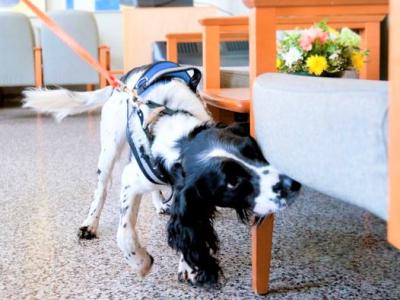Spaniel sniffing hospital chair