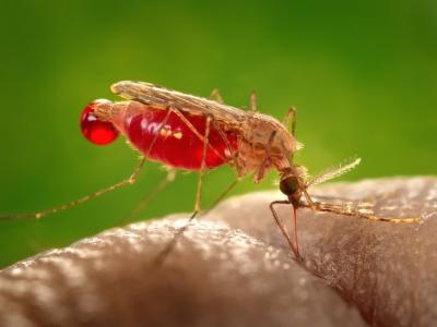 Anopheles malaria mosquito