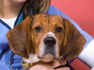 Beagle with vet