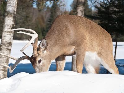 White-tail buck in snow