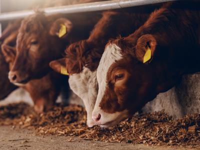 Calves in barn feeding