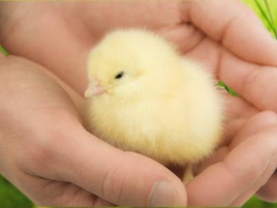 Chick in hands