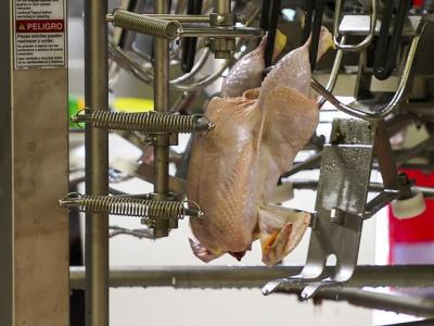 Chicken carcass on assembly line