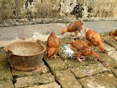 Chickens feeding in Guangdong, China