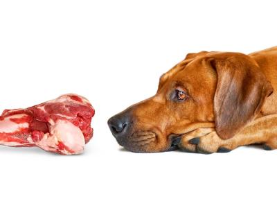 Dog sniffing raw meat bone