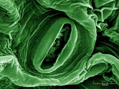 E coli on lettuce