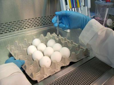 Egg-based flu vaccine