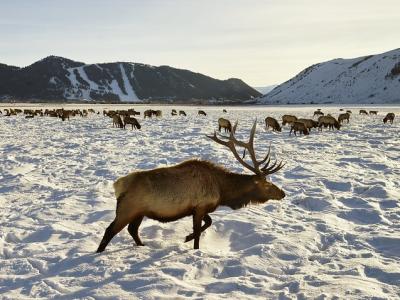 Wyoming elk winter feeding grounds