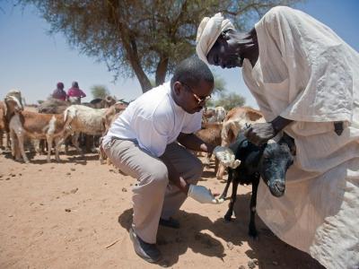 Goat receiving medical care