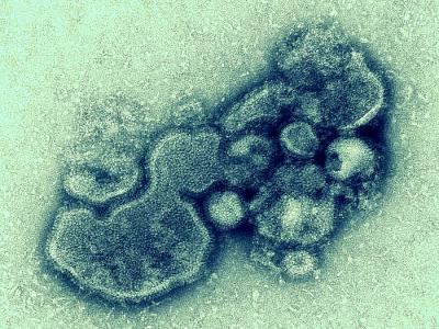 H7N9 influenza virus