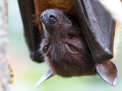 Upside-down fruit bat