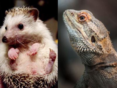 Hedgehog and bearded dragon