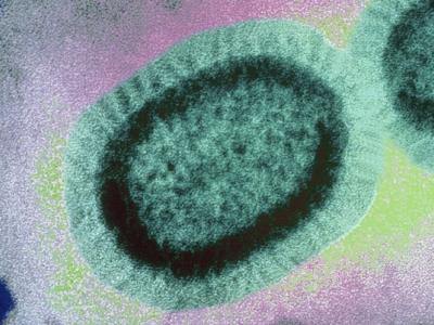 Influenza virus