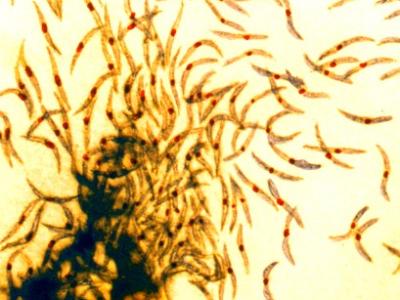 Malaria sporozoites