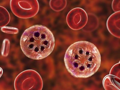 malaria red blood cell