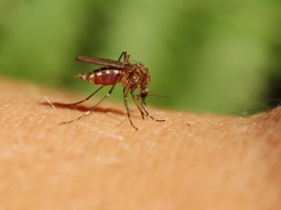 close-up of mosquito on skin