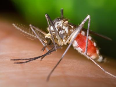 Ochlerotatus mosquito