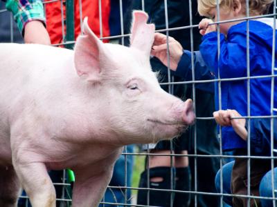 Pig at fair