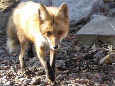 Red fox in the wild