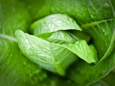 Romaine lettuce closeup