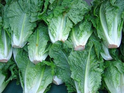 Farmers market romaine lettuce