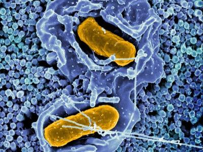 Salmonella bacteria invading a cell