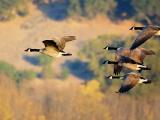 Canadian geese