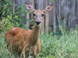 White-tailed deer in woods