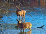Deer couple in lake
